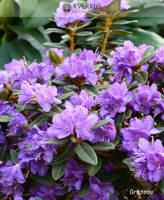 Rododendrs Blīvais "Gristede"