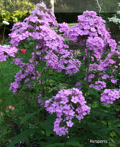 Floksis Skarainais "Hesperis"