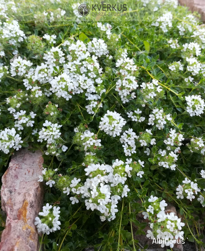 Mārsils vilnainais "Albiflorus"