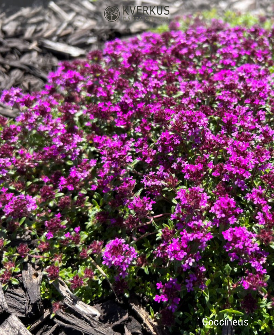 Mārsils vilnainais "Creeping Red"