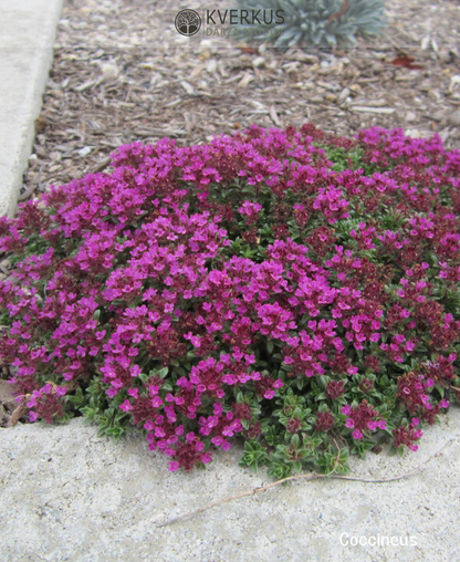 Mārsils vilnainais "Creeping Red"