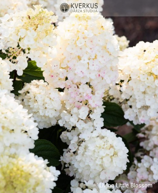 Hortenzija Skarainā "Living Little Blossom"