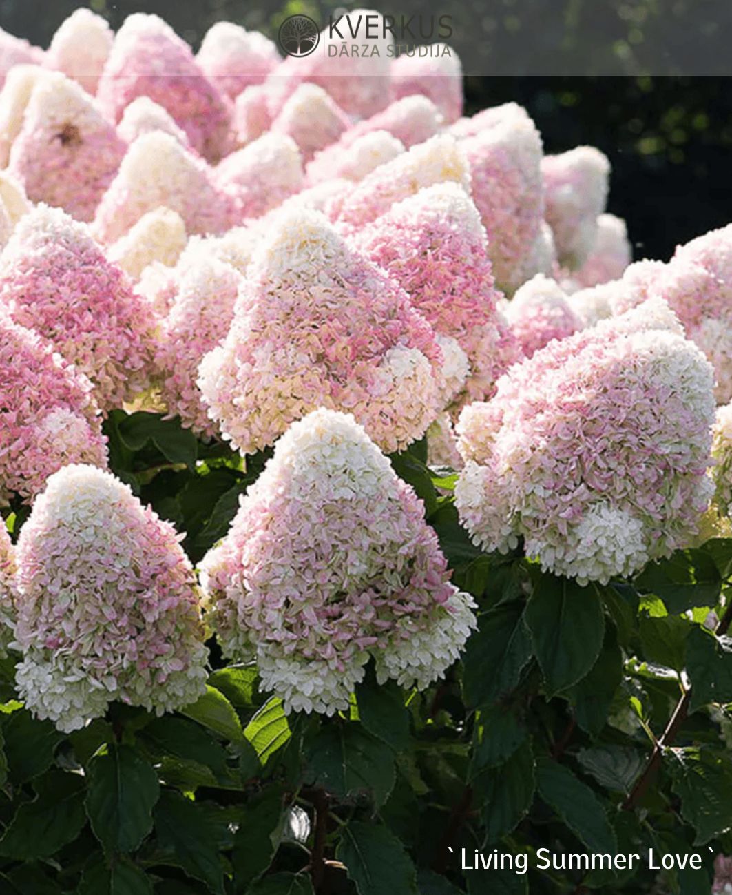 Hortenzija Skarainā "Living Summer Love"