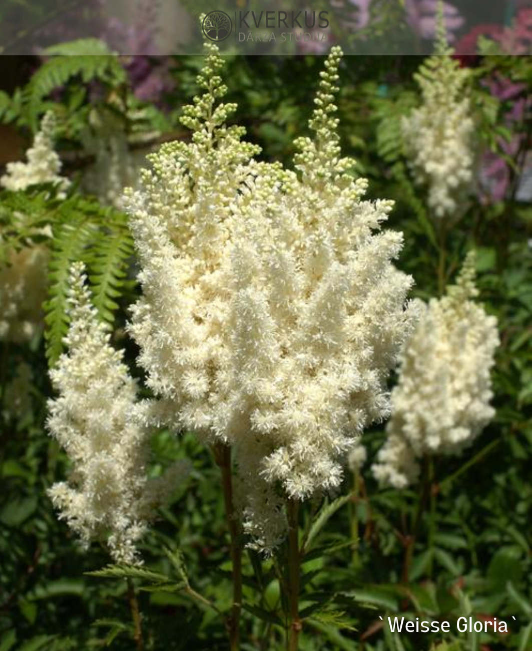 Astilbe Ārendsa "Weisse Gloria"