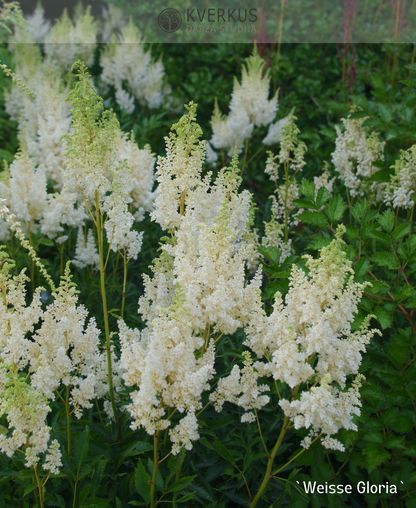 Astilbe Ārendsa "Weisse Gloria"