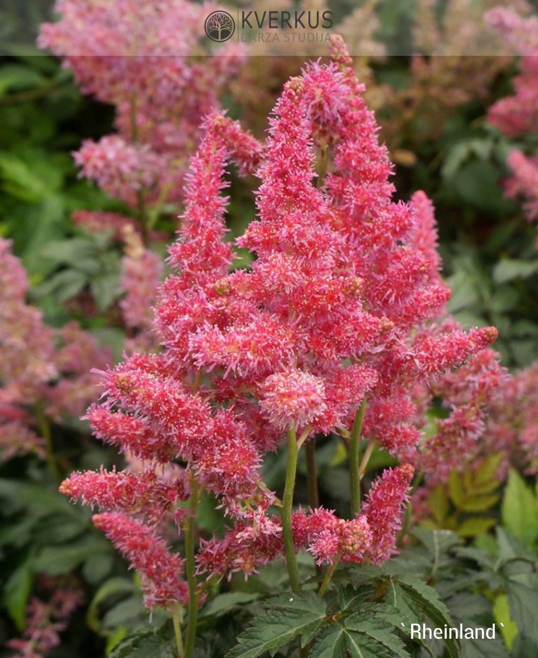 Astilbe Japānas "Rheinland"