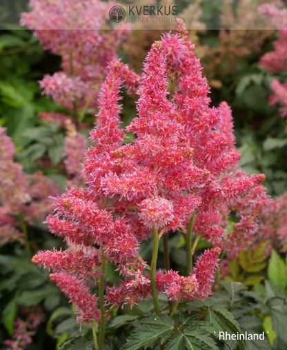 Astilbe Japānas "Rheinland"