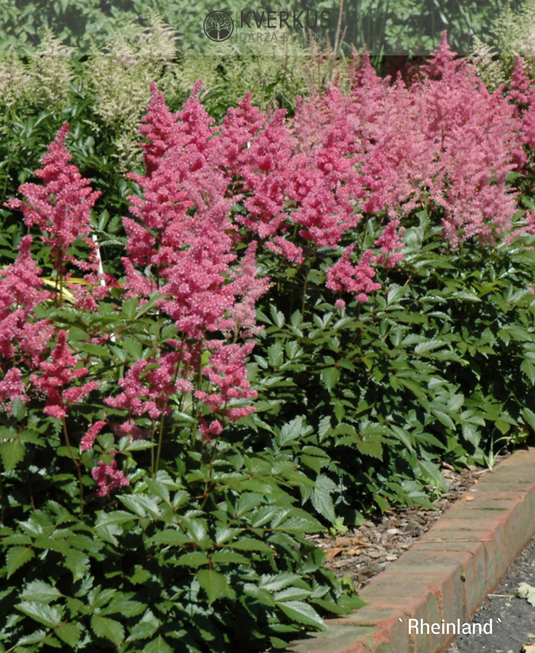 Astilbe Japānas "Rheinland"