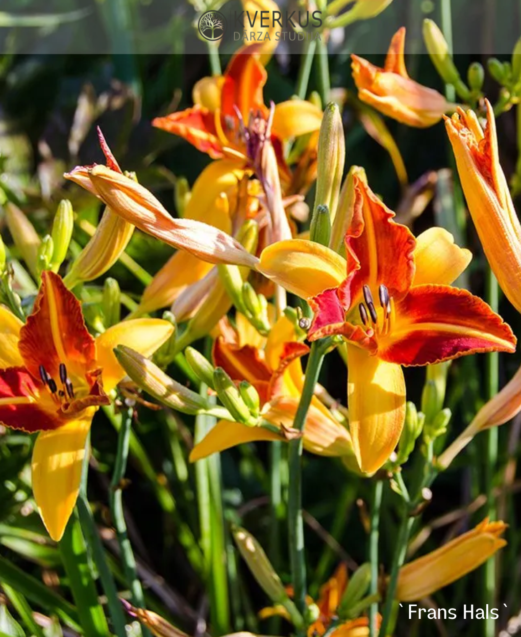 Dienziede "Frans Hals"