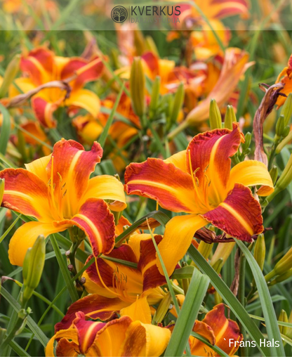 Dienziede "Frans Hals"