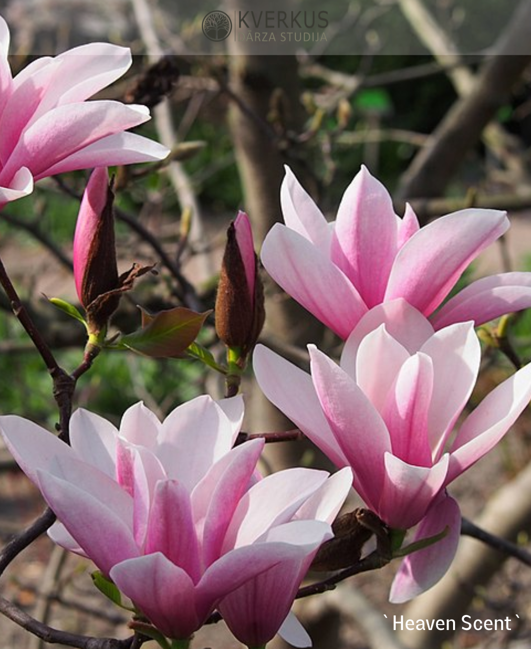 Magnolija Sulanža "Heaven Scent"