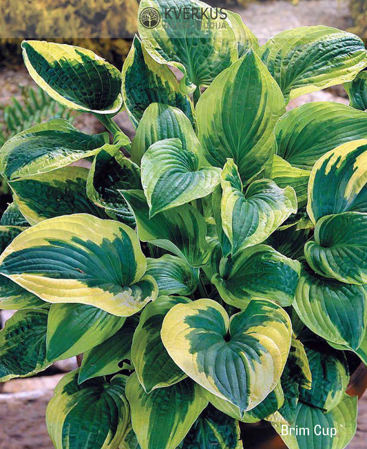 Hosta "Brim Cup"