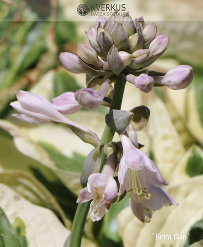 Hosta "Brim Cup"