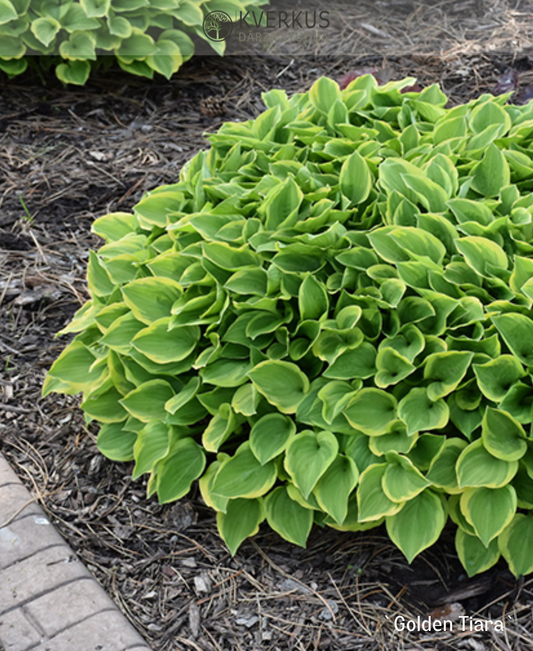 Hosta "Golden Tiara"