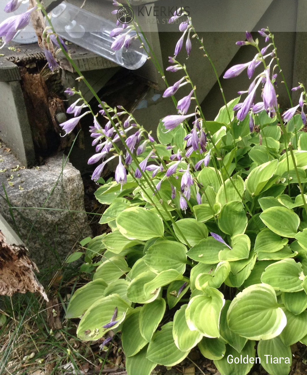 Hosta "Golden Tiara"