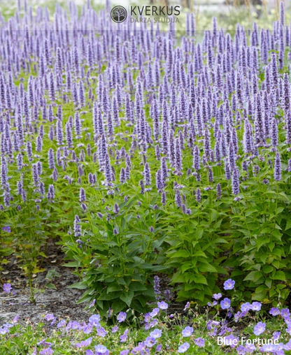 Agastahe "Blue Fortune"