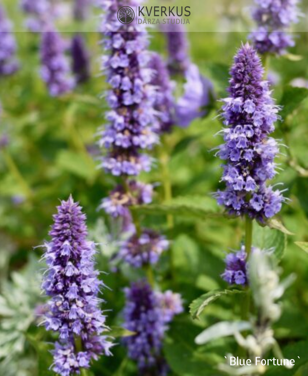 Agastahe "Blue Fortune"
