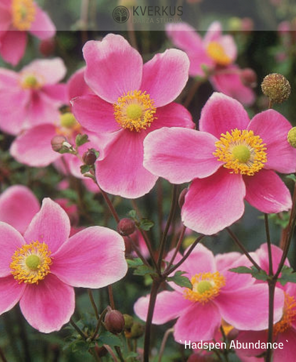 Anemone Hubejas "Hadspen Abundance"