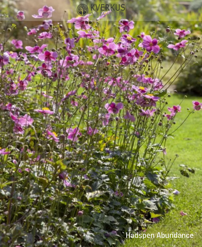 Anemone Hubejas "Hadspen Abundance"