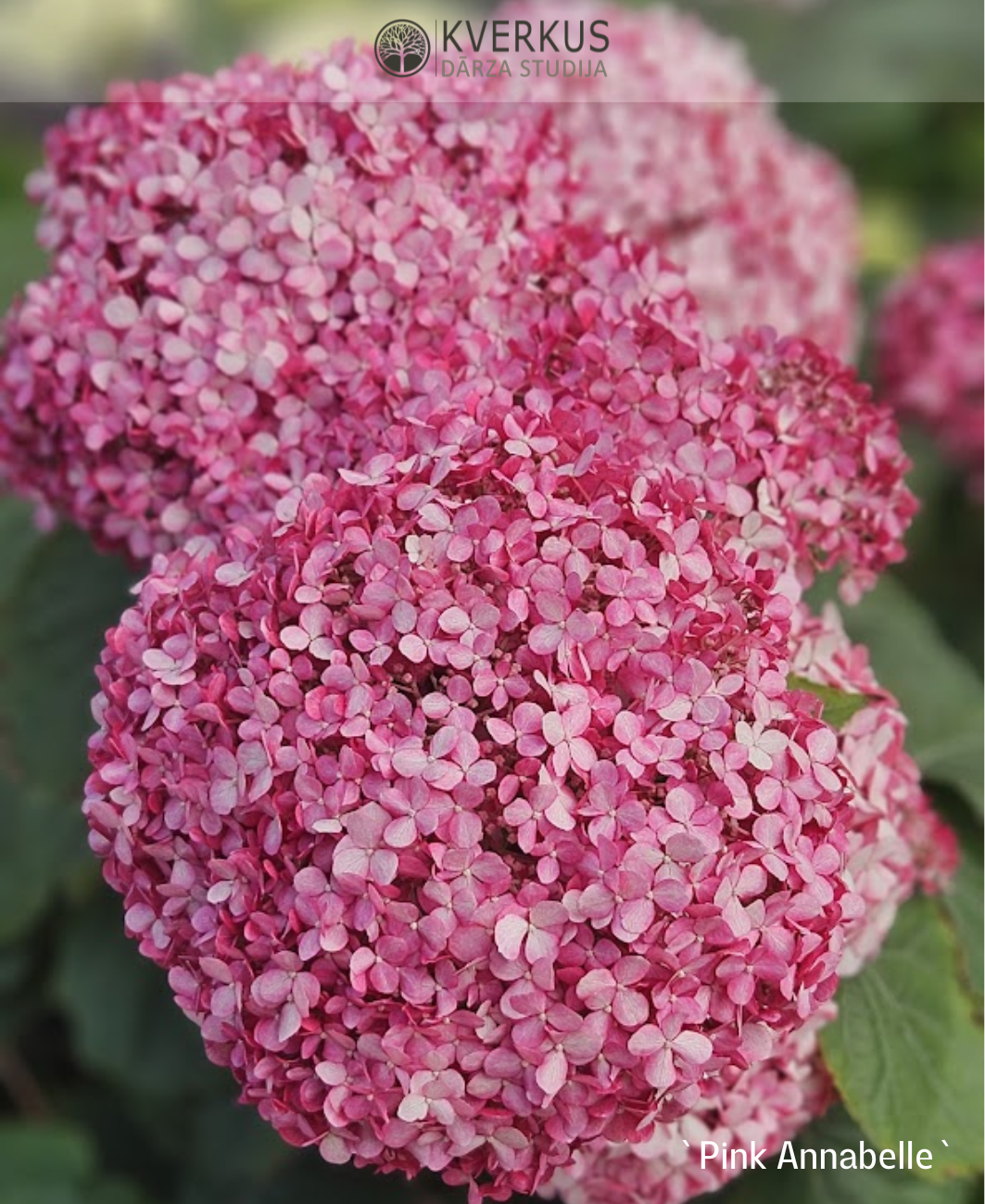 Hortenzija Kokveida "Pink Annabelle"