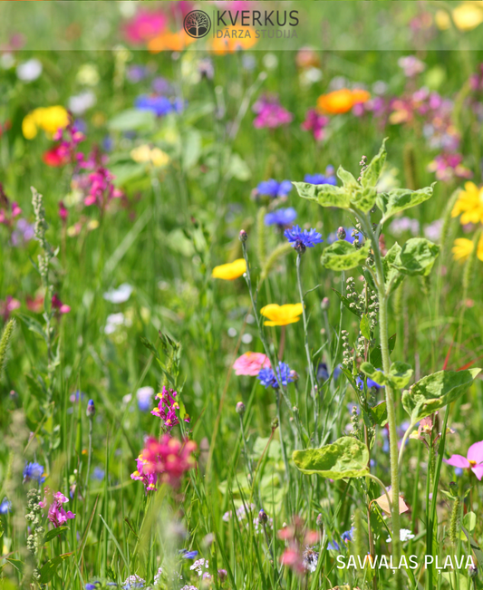 Daudzgadīgu un viengadīgu puķu pļavu sēklu maisījums