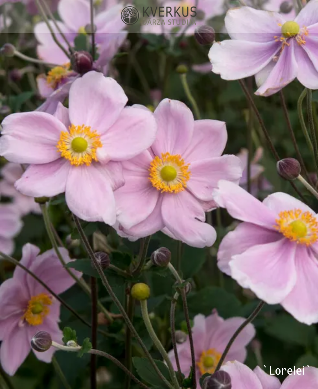 Anemone Japānas "Lorelei"