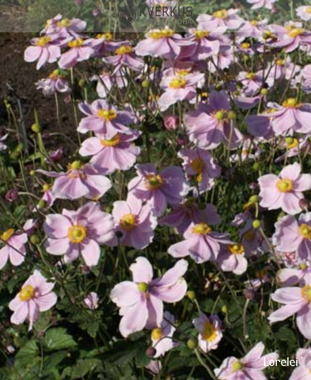 Anemone Japānas "Lorelei"