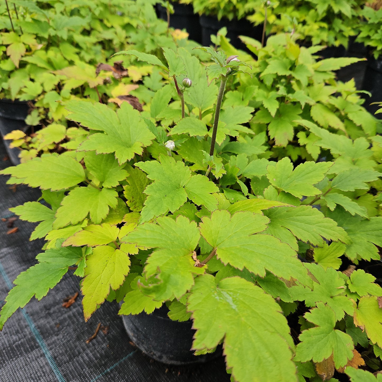 Anemone Hibrīdā "Bressingham Glow"