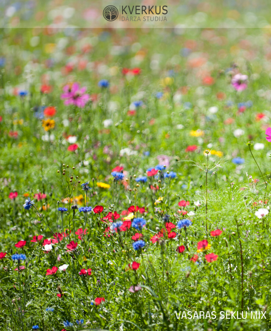 Puķu pļavas sēklu maisījums - VASARA