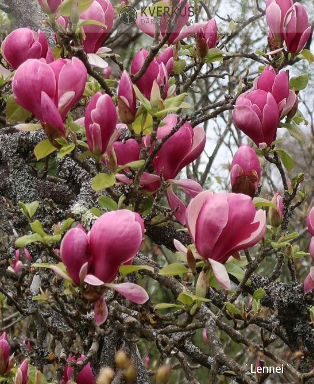 Magnolija Sulanža "Lennei"