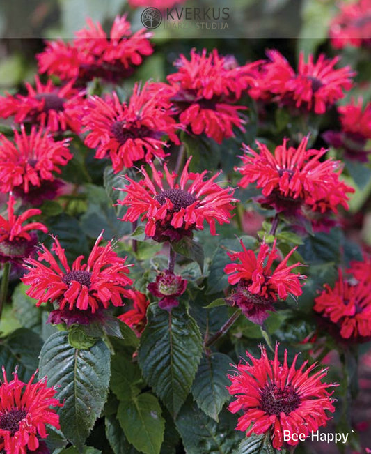 Monarda "Bee-Happy"