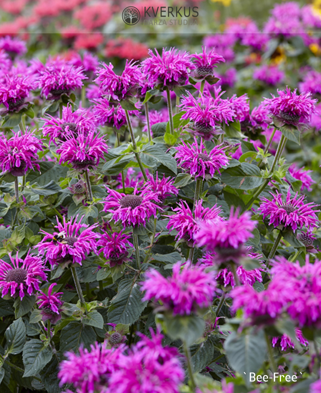 Monarda "Bee-Free"