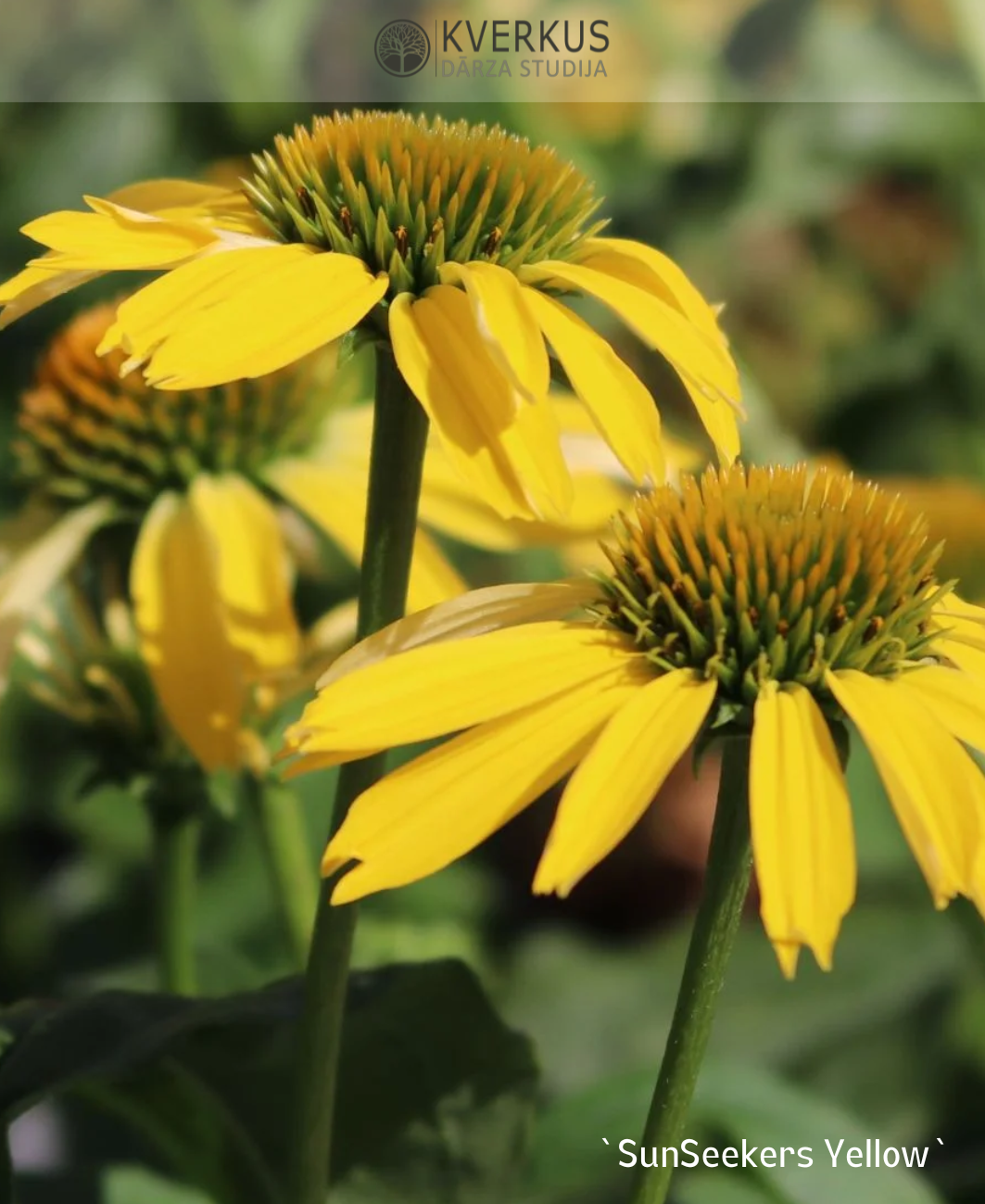 Ehinācija "SunSeekers Yellow"