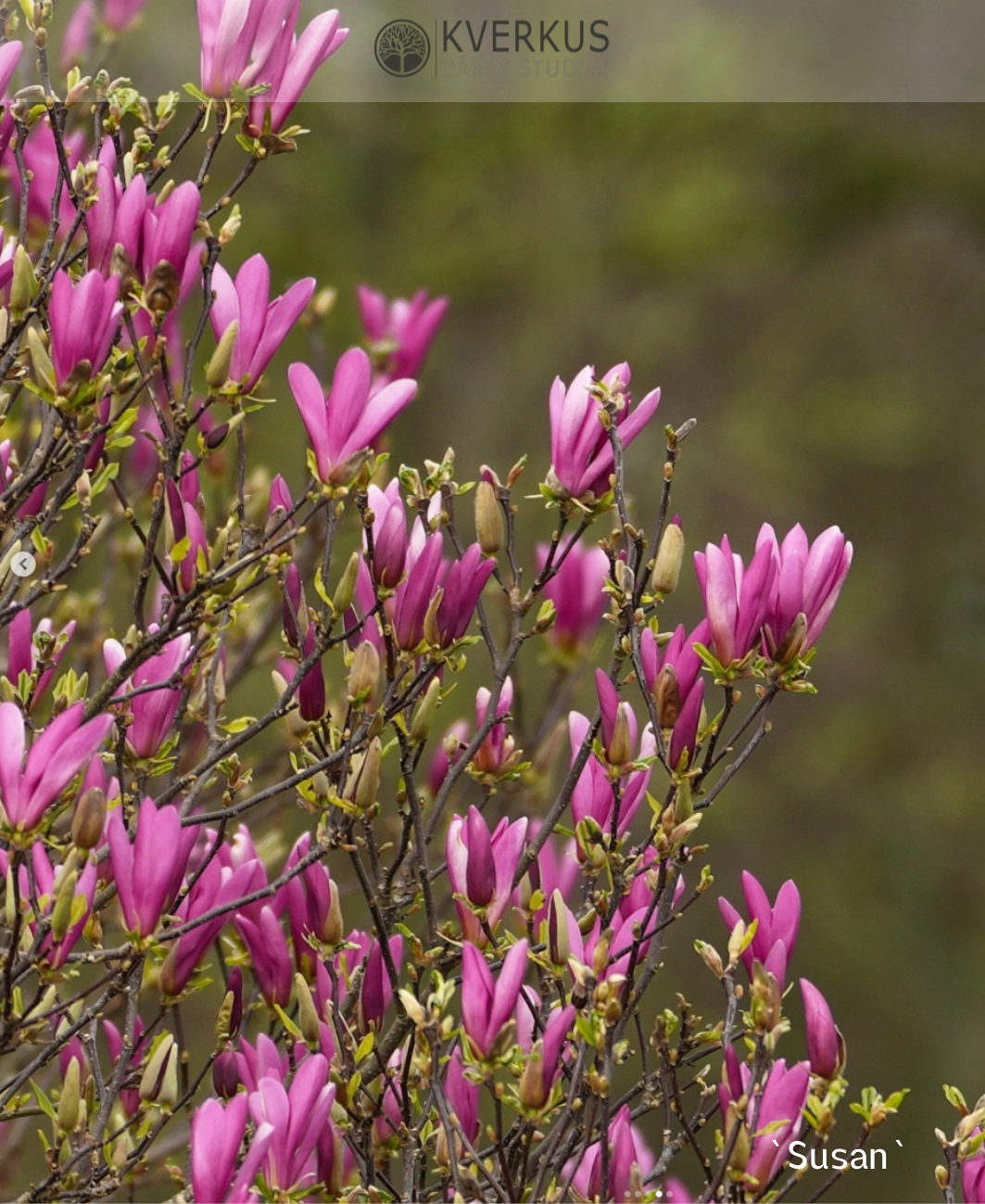 Magnolija "Susan"