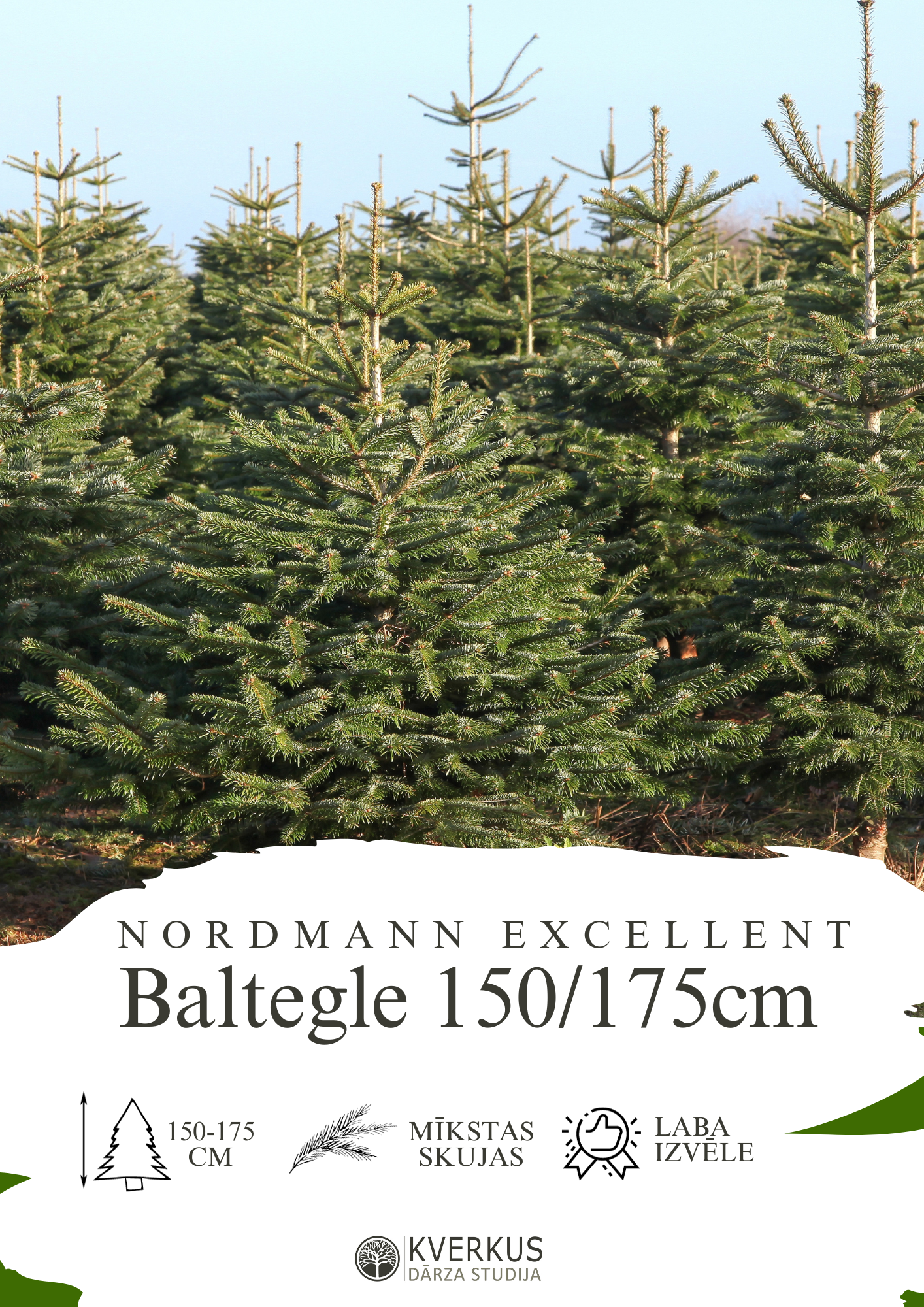 Baltegle PREMIUM 150 - 175 CM