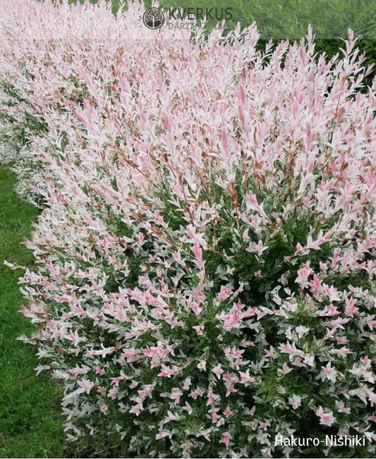 Kārkls Gludmalu "Hakuro-nishiki"