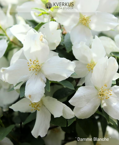 Filadelfs Parastais "Dame Blanche"