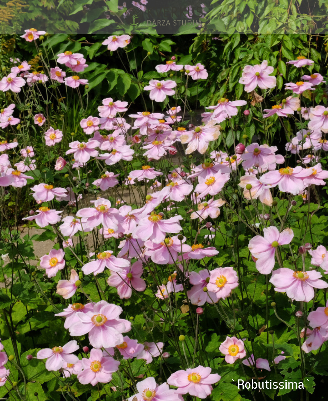 Anemone tūbainā "Robutissima"