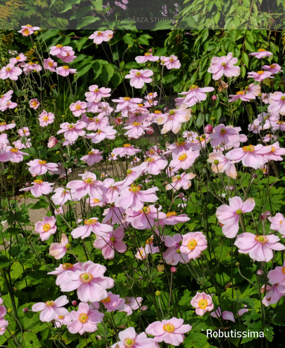 Anemone tūbainā "Robutissima"