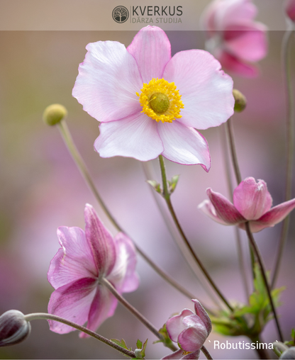 Anemone tūbainā "Robutissima"