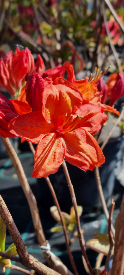 Rododendrs Vasarzaļais "Feuerwerk"