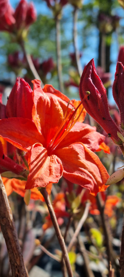 Rododendrs Vasarzaļais "Feuerwerk"