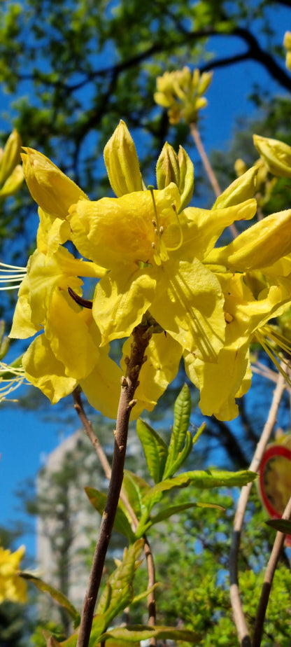 Rododendrs Vasarzaļais "Anneke"