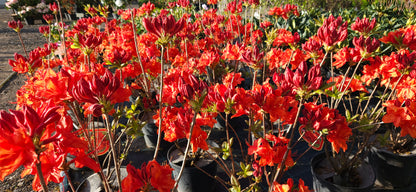 Rododendrs Vasarzaļais "Feuerwerk"