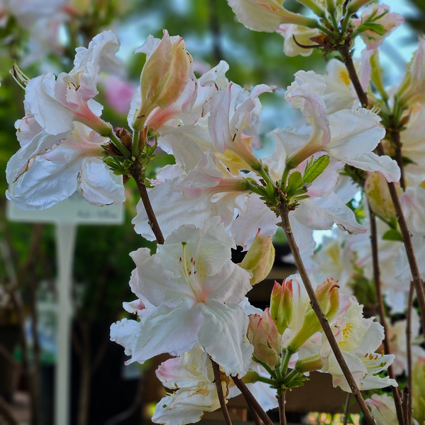 Rododendrs Vasarzaļais "Oxydol"