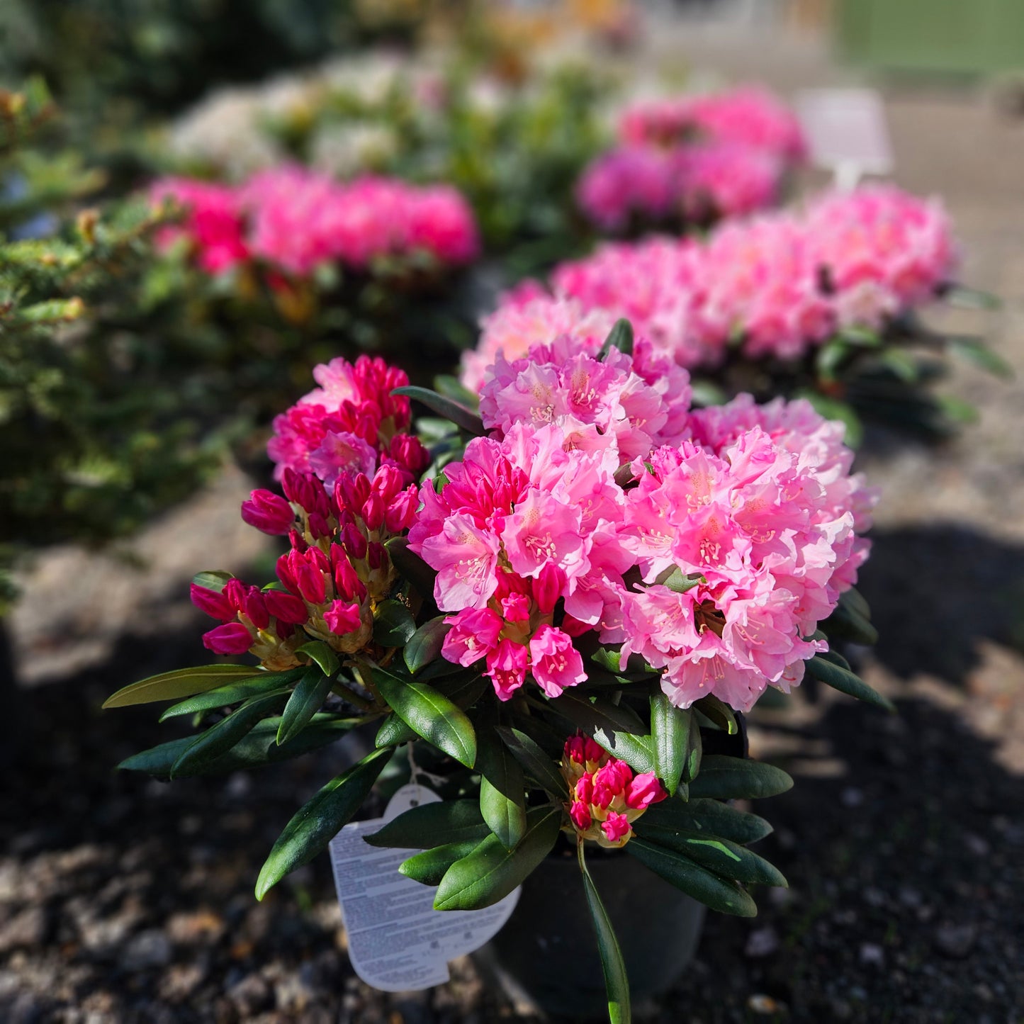 Rododendrs Jakušimas "Kalinka"