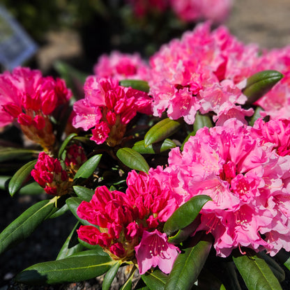 Rododendrs Jakušimas "Kalinka"