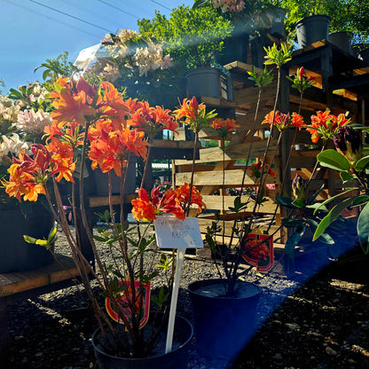 Rododendrs Vasarzaļais "Glowing Embers"