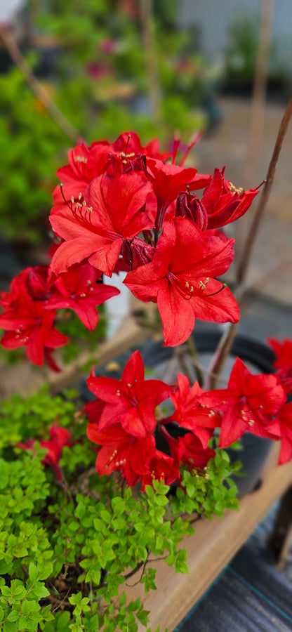 Rododendrs Vasarzaļais "Nabucco"