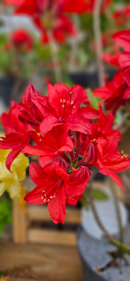 Rododendrs Vasarzaļais "Nabucco"